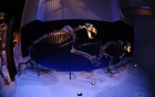 Hall of Fossils